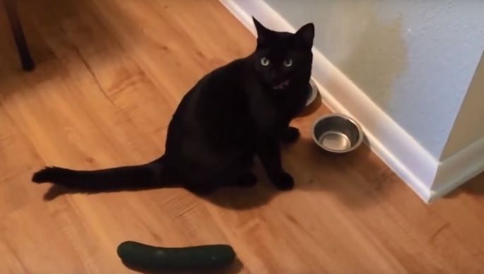 Perché i gatti hanno paura dei cetrioli?