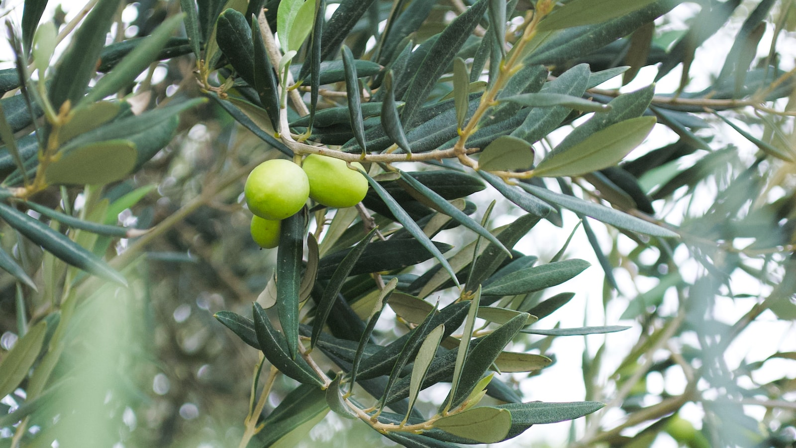 Come fare le olive in salamoia, ricetta facile